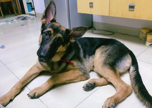 养德国牧羊犬确实太幸福！一辈子都不容易后悔莫及