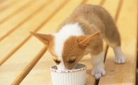 小狗驱虫后几个小时可以喂食