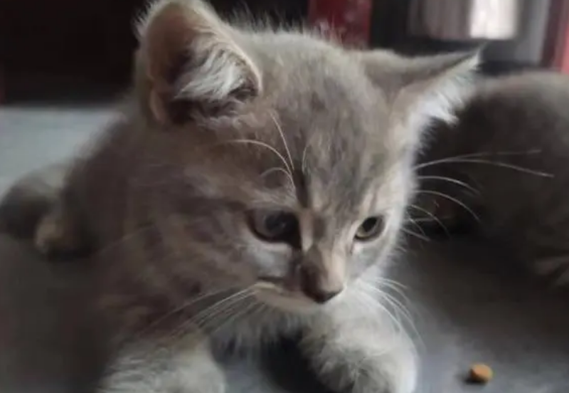 两个月小猫腹部位置凸起,摸起来很软是什么? 两个月小猫腹部位置凸起,摸起来很软是什么?