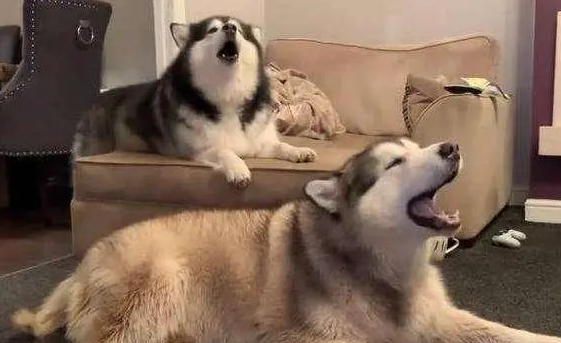 为什么狗狗在家狼叫 为什么狗狗在家狼叫