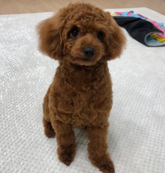 小泰迪得病一天不吃东西该怎么办?宠主要注意了 小泰迪得病一天不吃东西该怎么办?宠主要注意了