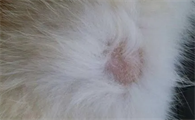 猫耳朵上长癣毛掉了怎么治