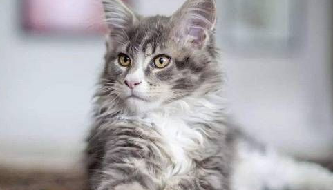 缅因猫会患皮肤病常见的原因是哪些？缅因猫常见的疾病