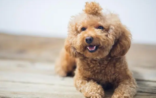 泰迪犬怎么训练聪慧?训出聪慧的泰迪犬!