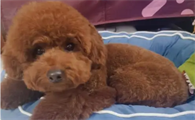 六岁的泰迪要不要吃儿童钙片?怎么补钙?
