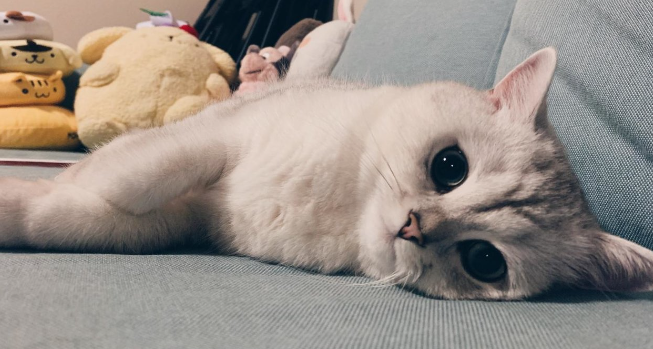 气味对猫咪会有什么影响？猫咪灵敏地嗅觉！