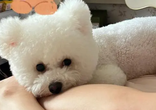 狗狗为什么那么粘人呢