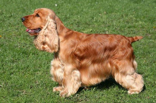 可卡犬价格多少钱一只 可卡犬价格多少钱一只