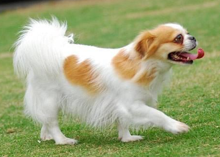 蝴蝶犬的4大优势，给你如痴如醉~
