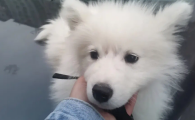纯种萨摩耶犬幼犬价格 200一只吗