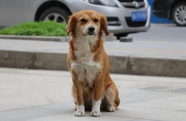 为什么狗狗蹲着人
