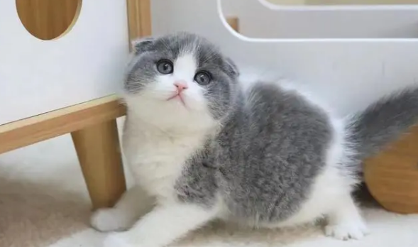 折耳猫基础训练方法及注意事项,折耳幼猫饲养注意事项 折耳猫基础训练方法及注意事项,折耳幼猫饲养注意事项