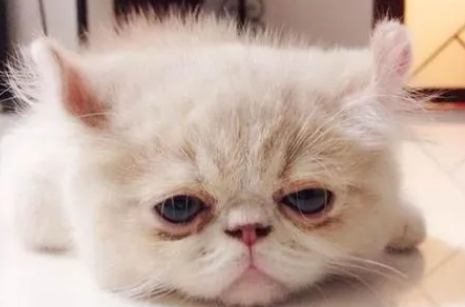 关于猫咪肠胃异常的一些问题，猫奴必看！