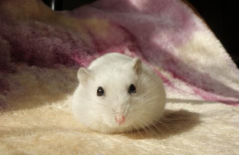 白熊仓鼠稀有吗 白熊仓鼠稀有吗