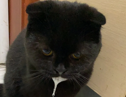 猫咪呕吐是什么原因导致的？如何防治？