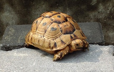 欧洲陆龟可以吃苹果吗?这里有答案 欧洲陆龟可以吃苹果吗?这里有答案