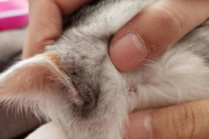  如何避免猫藓扩散？避免猫藓扩散的注意事项！
