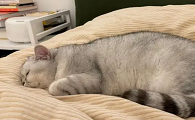 猫咪为什么爬到了墙上睡觉
