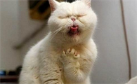 猫咪咳嗽但是咳不出来的样子该怎么办?