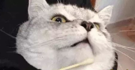 猫咪黑下巴的原因？猫咪黑下巴怎么办？