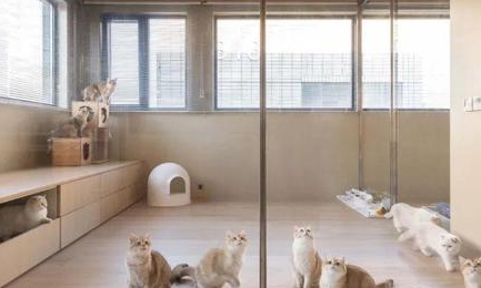 德文卷毛猫上海猫舍 德文卷毛猫上海猫舍