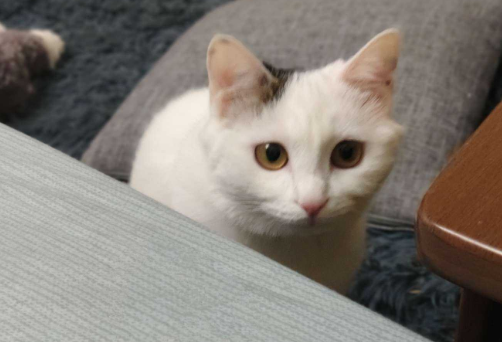 猫喜欢盯着将死的人吗？来看看吧