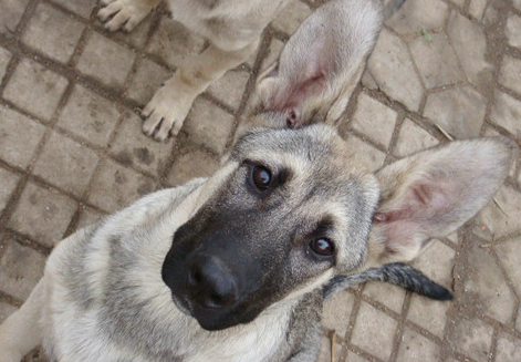 狼青幼犬感冒的症状,狼青幼犬发烧感冒的主要表现 狼青幼犬感冒的症状,狼青幼犬发烧感冒的主要表现