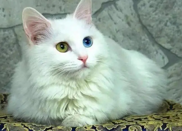 波斯猫串串有什么特征