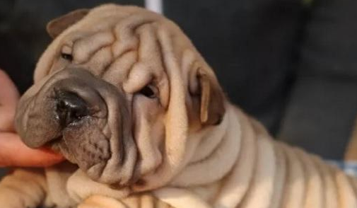 沙皮犬易得的疾病和防治方法有哪些?来get下吧 沙皮犬易得的疾病和防治方法有哪些?来get下吧