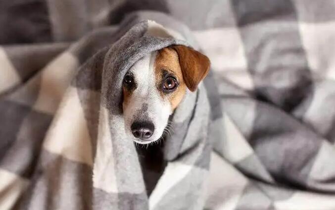 狗狗总是打抖