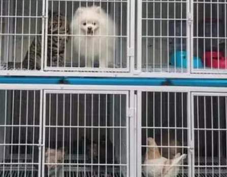 宠物寄养多少钱一个月