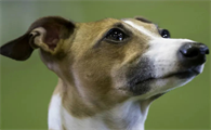 健康的狗会携带狂犬病毒吗为什么呢