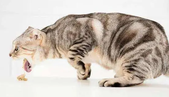 猫咪吐粮食是因为什么原因 猫咪吐粮食是因为什么原因