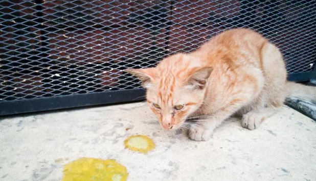 宠物猫拉肚子，没精神是什么原因呢？