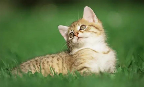 小猫不吃饭了没精神咋回事