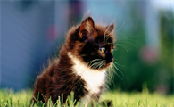散养到成年的猫还能圈养吗？应该怎么过渡？