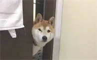 主人上厕所，狗狗总喜爱看，原因是什么呢？