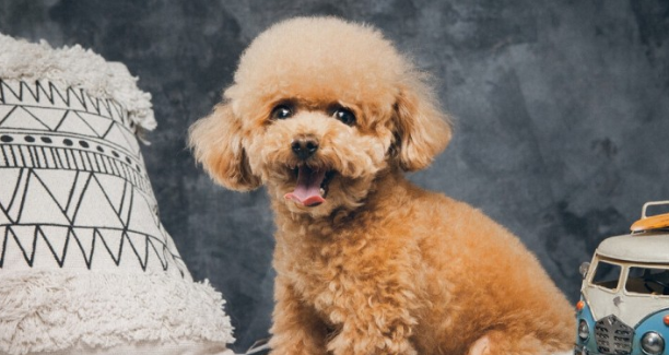 泰迪犬“小便”为何又黄又浊？除开容易上火，也有可能是这几个缘故