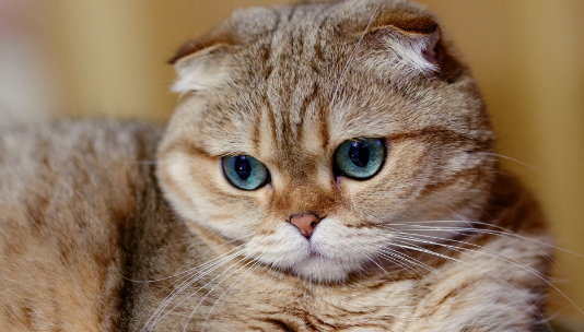 散养到成年的猫还能圈养吗？应该怎么过渡？