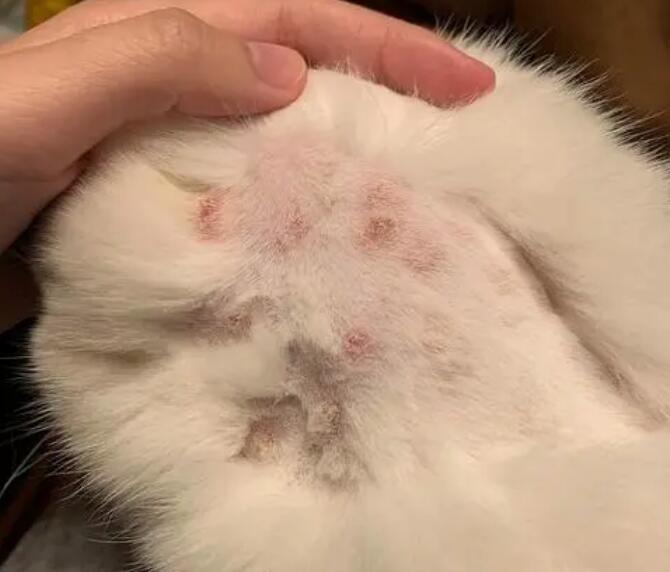 猫咪为什么引起猫癣发作呢 猫咪为什么引起猫癣发作呢
