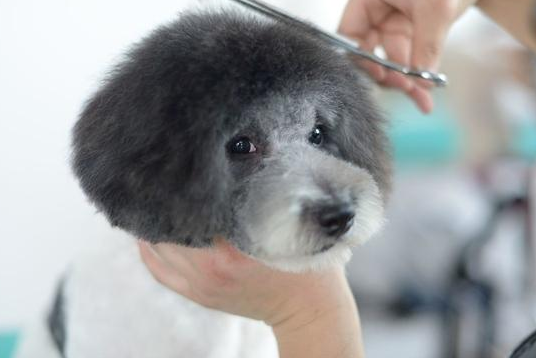 不养“泰迪犬”的几个缘故,看了你能后悔莫及吗? 不养“泰迪犬”的几个缘故,看了你能后悔莫及吗?