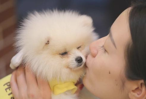这几种狗狗非常适合饲养，来看看吧！