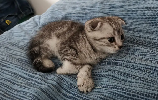 猫咪的耳朵发热 是发烧的症状吗? 猫咪的耳朵发热 是发烧的症状吗?