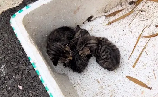 被遗弃在公厕旁的小奶猫,虽然可爱但难逃被抛弃的命运 被遗弃在公厕旁的小奶猫,虽然可爱但难逃被抛弃的命运