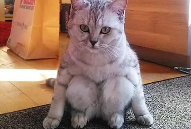 为什么猫咪蹲着不动不叫