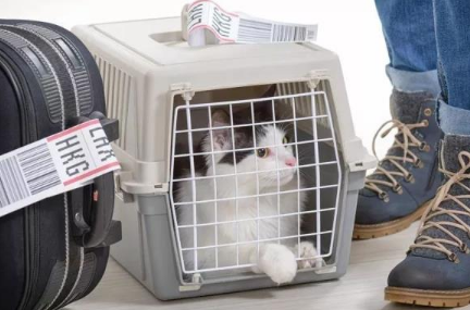 猫咪航空托运需要怎么办理 猫咪航空托运需要怎么办理
