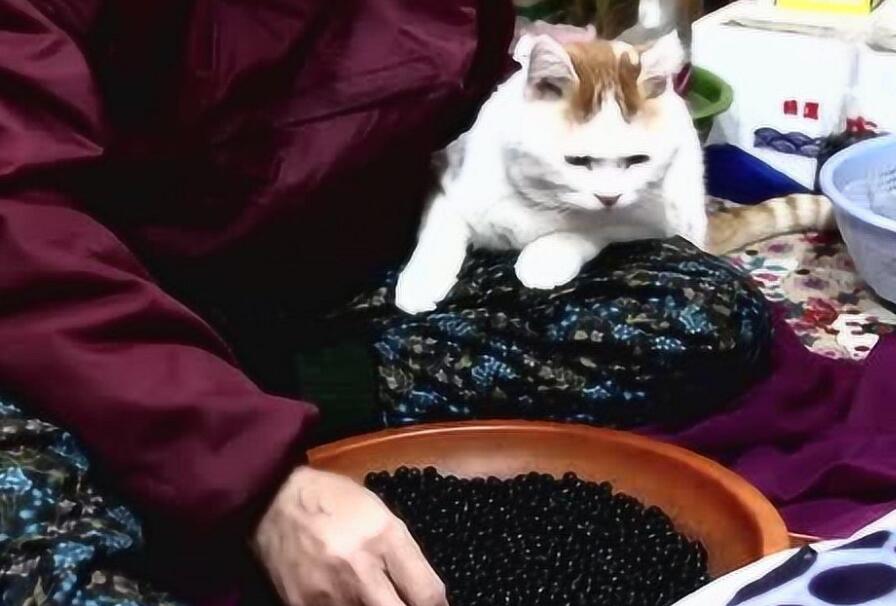 老太太说自家猫会说话完整视频