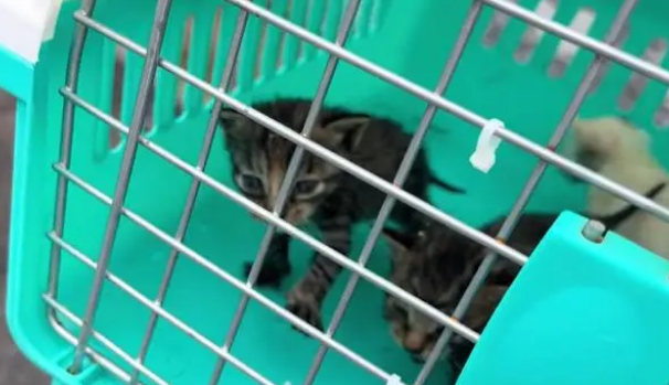 被遗弃在公厕旁的小奶猫，虽然可爱，但难逃被抛弃的命运