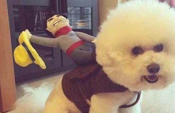 萌宝“比熊犬”是公的好或是母的好? 萌宝“比熊犬”是公的好或是母的好?
