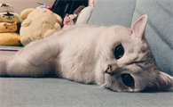 气味对猫咪会有什么影响?猫咪灵敏地嗅觉!